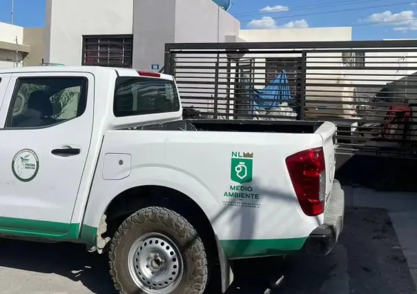 Rescata Medio Ambiente a 17 perros maltratados en El Carmen