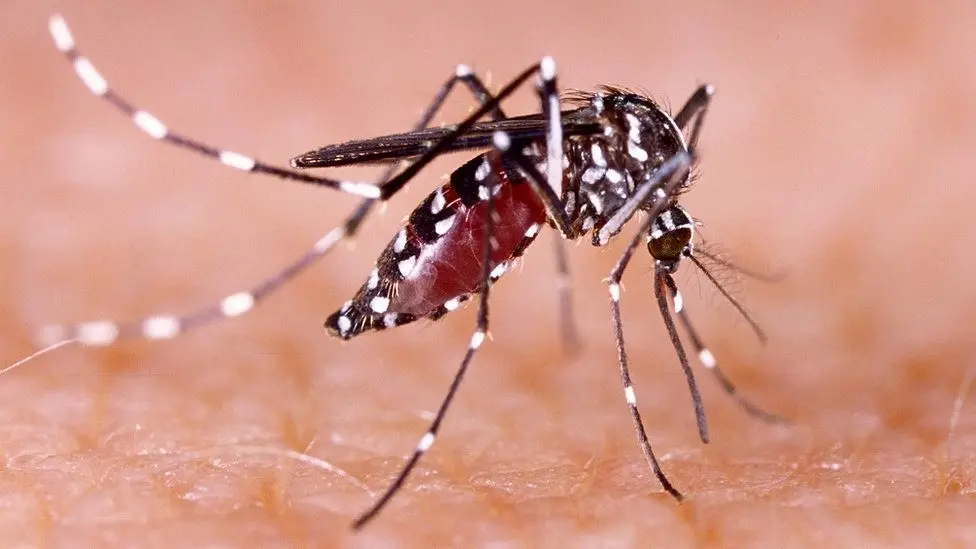 De acuerdo con el titular de salud de la entidad, Marco Antonio Cantú se han registrado un total de 649 contagios confirmados y por lo menos cinco personas han muerto por el contagio del Dengue. Foto: BBC.