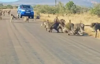 ¡Todos contra uno! Ataca leopardo una banda de babuinos y se lleva una paliza