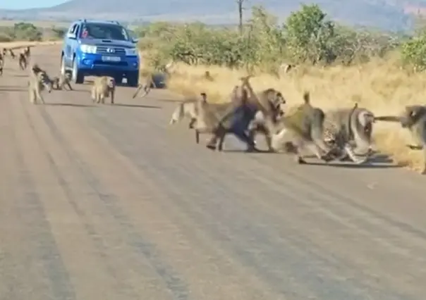 ¡Todos contra uno! Ataca leopardo una banda de babuinos y se lleva una paliza