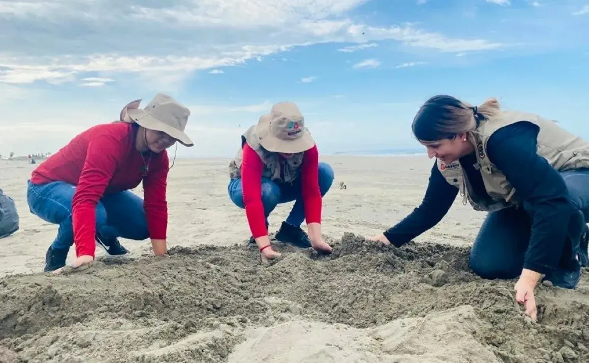 Zulma Karina Gámez Cervantes, directora general de Ecología Municipal externó que esperan que la autoridad federal determine si las muertes de estos animales marinos se derivan de un problema de contaminación. Foto: Cortesía.