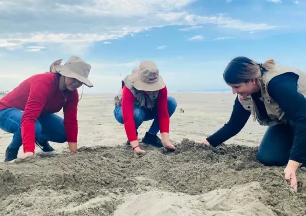 Encuentran restos de seis delfines y cuatro tortugas en playas de Sinaloa