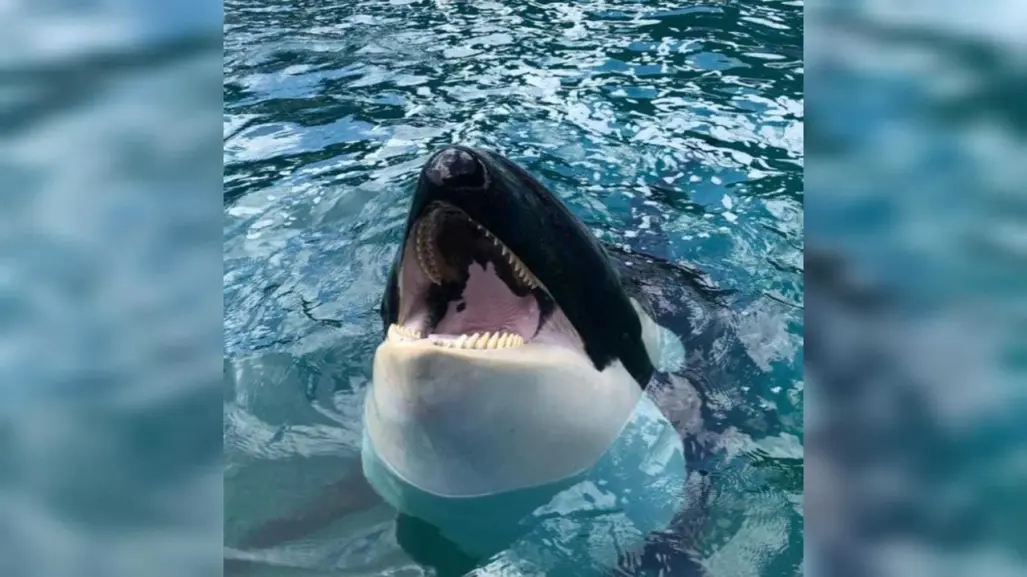 Muere la ballena Lolita, tras pasar 50 años en cautiverio en acuario de Miami