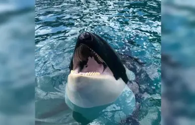 Muere la ballena Lolita, tras pasar 50 años en cautiverio en acuario de Miami