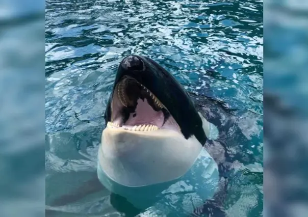 Muere la ballena Lolita, tras pasar 50 años en cautiverio en acuario de Miami