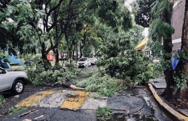 Atiende alcaldía de Coyoacán afectaciones por 68 árboles caídos por lluvias