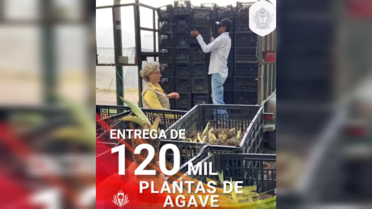 Fortalecen producción de mezcal en Durango con reforestación de agave