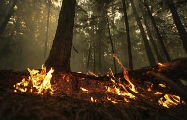 Magnitud alarmante de los incendios forestales en Canadá y Columbia Británica