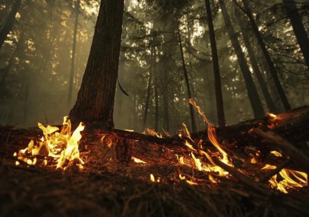 Magnitud alarmante de los incendios forestales en Canadá y Columbia Británica