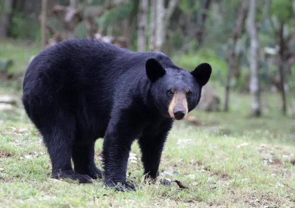 Oso a la vista en Nuevo León; aplica el AA, aléjate y ahuyéntalo