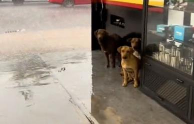 ¡No como en Satélite! Protegen a perritos en taller mecánico por lluvias