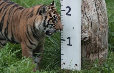 VIDEO: ¡Gorditos y bonitos! Pesan a animales del Zoo de Londres