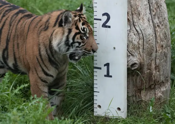 VIDEO: ¡Gorditos y bonitos! Pesan a animales del Zoo de Londres