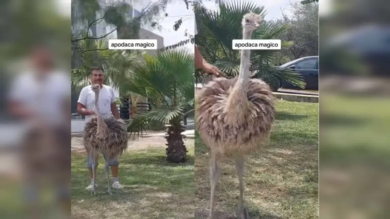 En el video difundido a través de redes sociales, se aprecia como el hombre trae al ave con correa como si se tratara de un animal doméstico. Foto: Especial/ Captura de pantalla