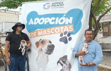 ¡Adopta un perrito! Invitan a darle hogar a mascotas en Gómez Palacio