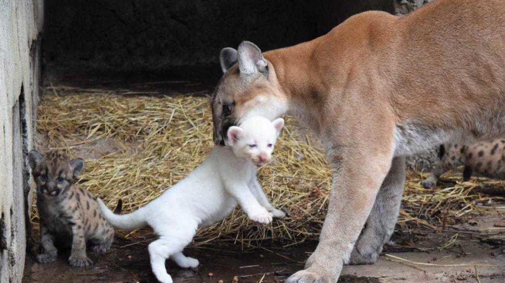 Nace puma albino en zoológico de Nicargua