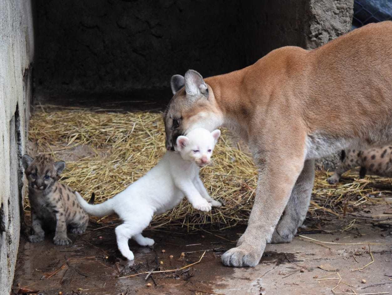 Un puma albino nació en el  zoológico Thomas Belt en Nicaragua. Foto: Facebook Zoológico Thomas Belt Juigalpa, Chontales