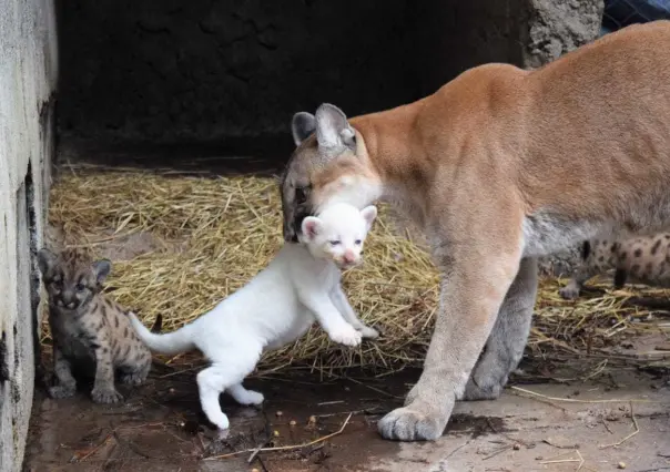 Nace puma albino en zoológico de Nicargua