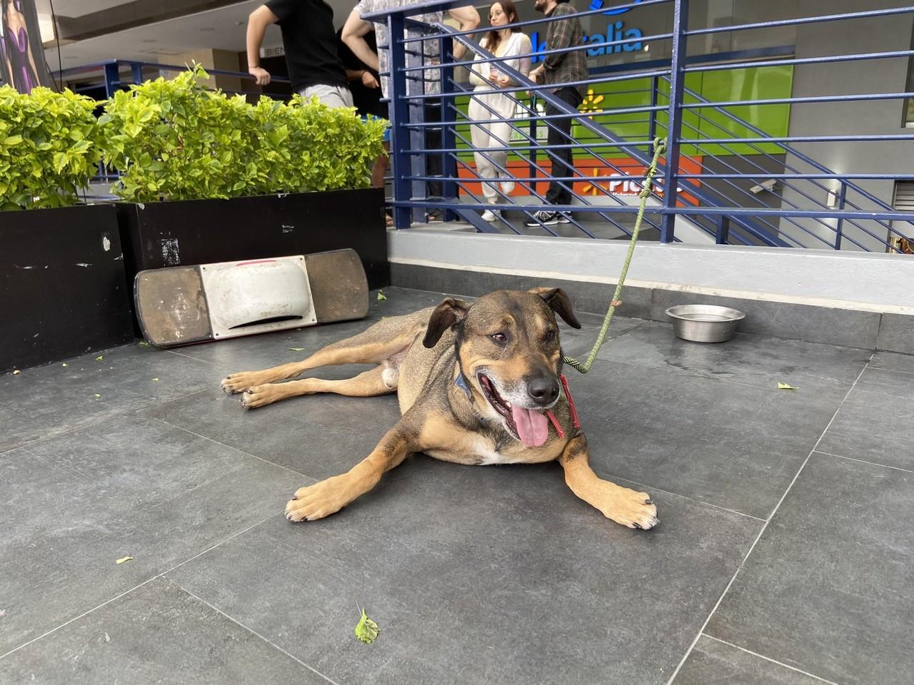 Abandonan a perrito Pablito en una plaza comercial. Foto: @supercivicosmx