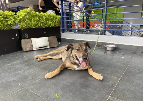 Abandonan a perrito Pablito en una plaza comercial