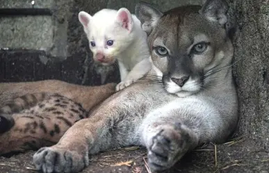 Puma albino sorprende en zoológico de Nicaragua