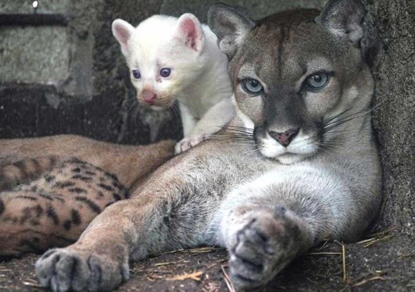 Puma albino sorprende en zoológico de Nicaragua