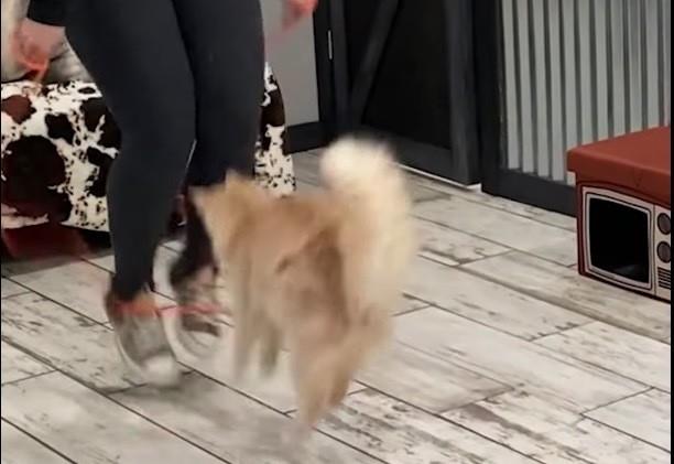¡Eso michi! Rompe récord gato al saltar la cuerda y gana récord Guinness
