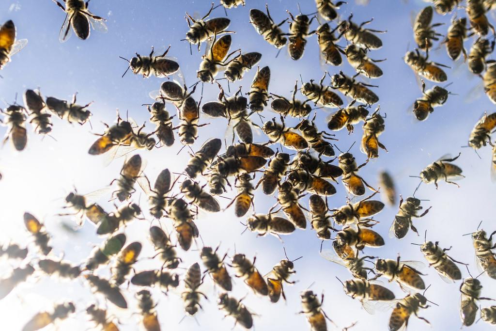 Abejas revoloteando después de que varias colmenas cayeran de un camión que las transportaba, liberando a miles de abejas, en Burlington, Ontario, el 30 de agosto de 2023. (Carlos Osorio/The Canadian Press vía AP)