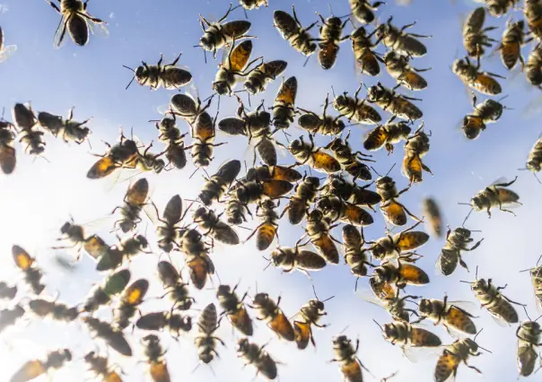 ¡De película! Camión tira 5 millones de abejas en plena carretera