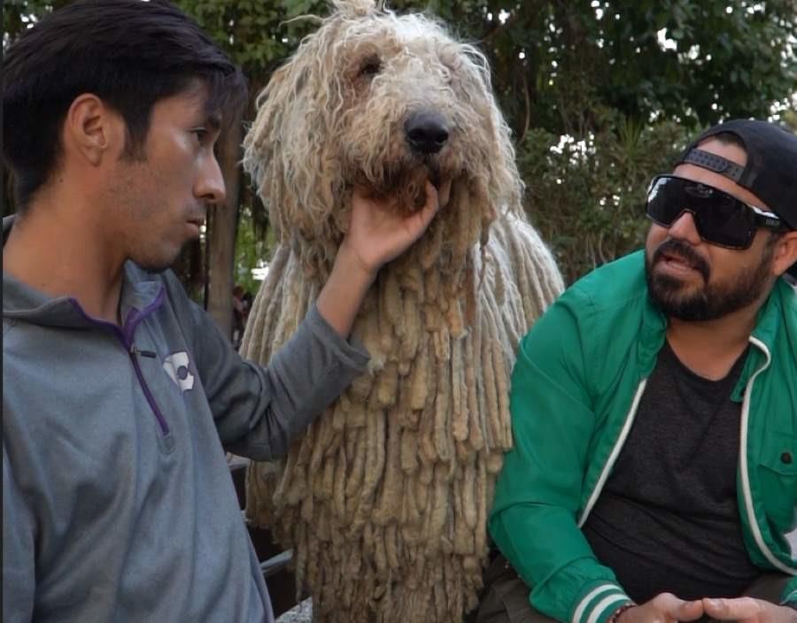 Balam, el perro Komondor húngaro que ha conquistado en Ciudad Victoria