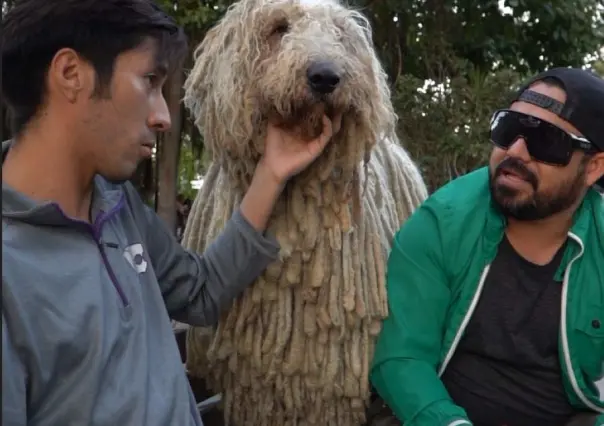 Balam, el perro Komondor húngaro que ha conquistado en Ciudad Victoria