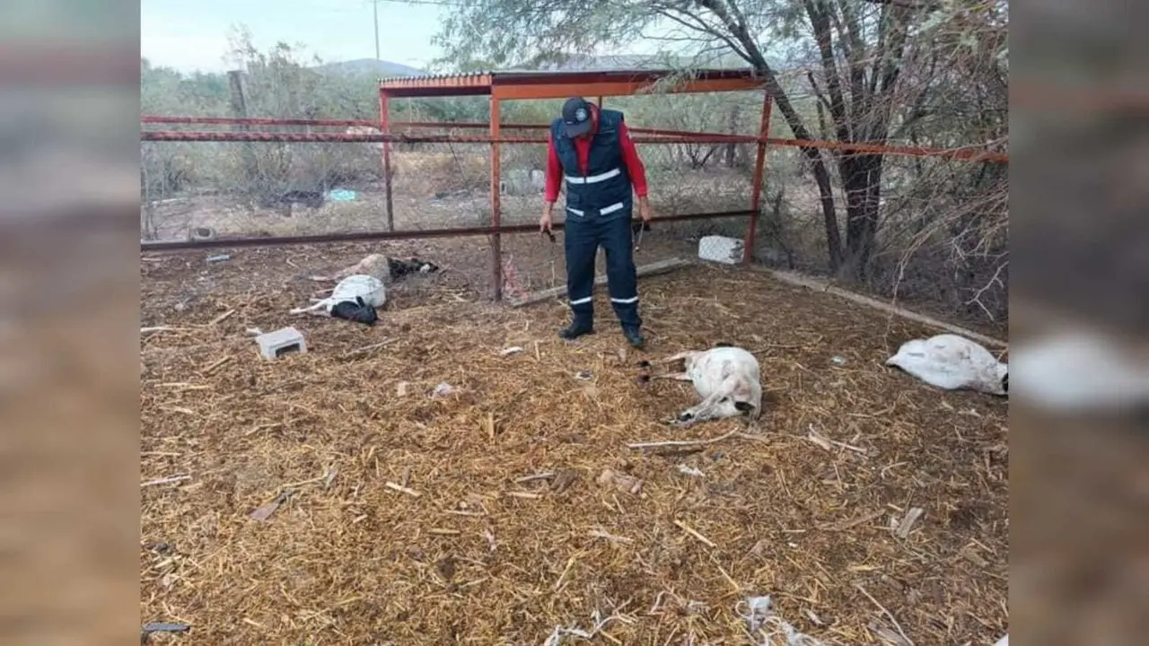 Sigue la incertidumbre en Lerdo por saber que animal es el que está atacando a otros en la región. Foto: Protección Civil y Bomberos Lerdo.