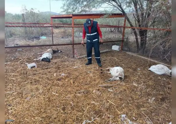 ¿El chupacabras? Mueren misteriosamente animales de granja en Lerdo