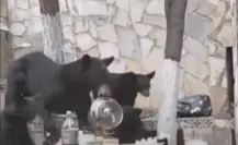 ¿De quién es la olla? Familia de osos irrumpe en carne asada y se llevan vasija