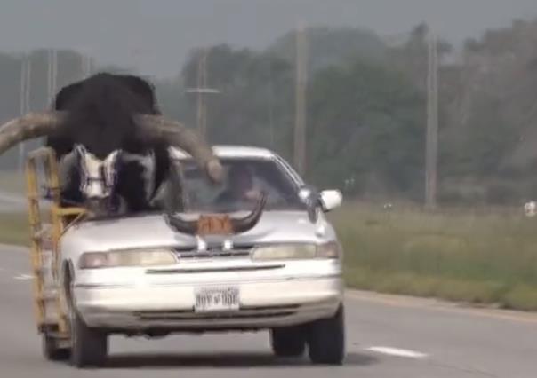 ¿Cómo llego eso ahí? Captan a toro encima de un coche