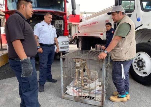 Capturan coyote en calles de Chalco