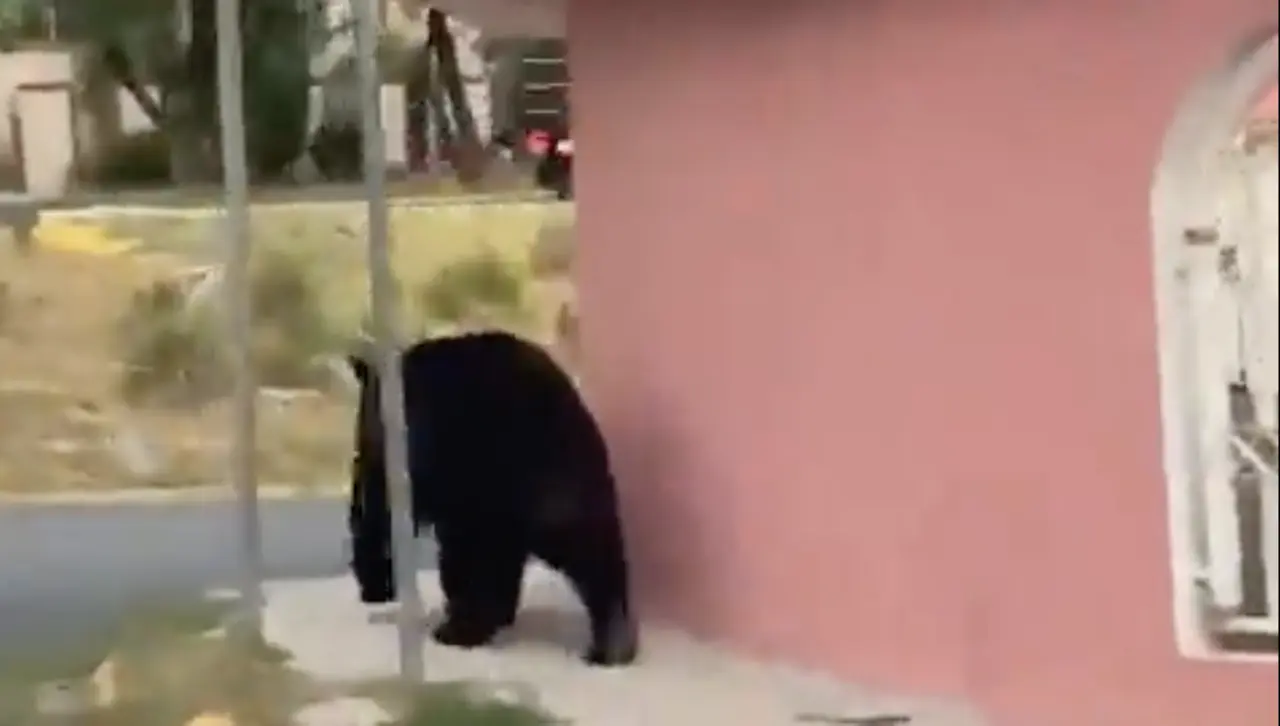 En las imágenes difundidas a través de redes sociales se aprecia a un oso negro de buen tamaño, pasar junto a vivienda rosa con barandal blanco y justo a la esquina girar su mirada hacia la calle como para verificar que no circulen coches. Foto: Captura de