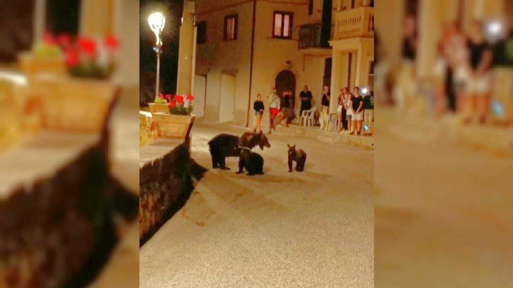 ¡Trágica muerte! Matan a oso en Italia y deja a dos cachorros huérfanos