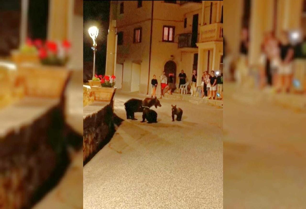 Una imagen tomada de una grabación que muestra a una osa paseando con sus cachorros en San Sebastiano Dei Marsi, Italia, el sábado 26 de agosto de 2023. (Vía APTN)