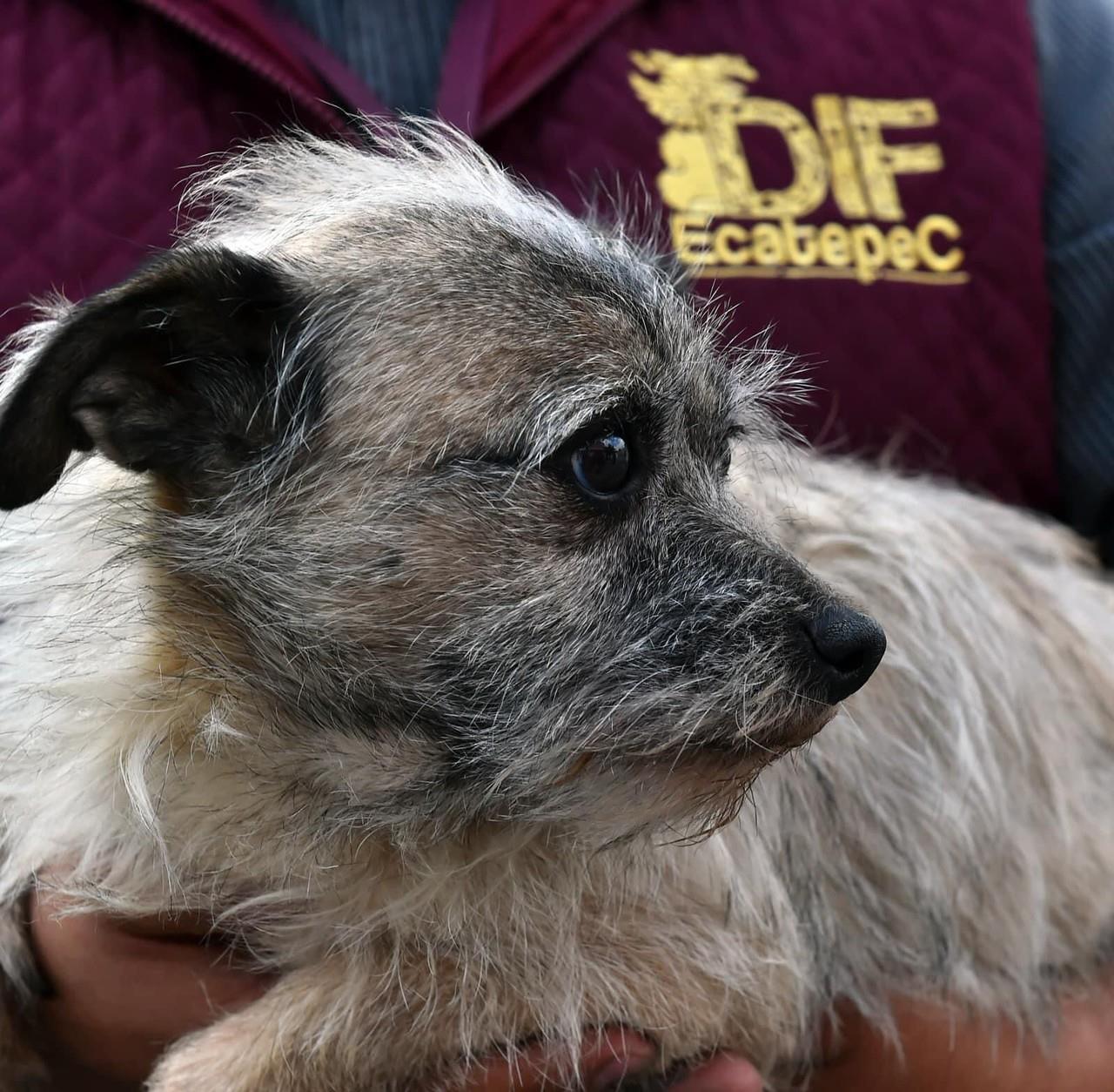 Autoridades de Ecatepec buscan a la mujer, propietria de un local que fue clausurado por varias irregularidades, para que responda por el maltrato a un perrito. Foto: Cortesía