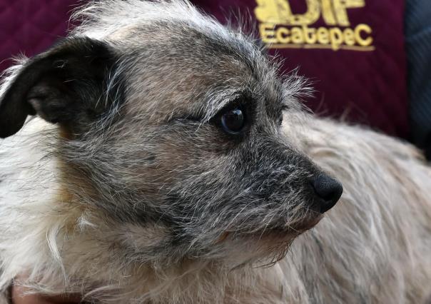 VIDEO: Rescatan perrito en Ecatepec, sufría maltrato en un mercado