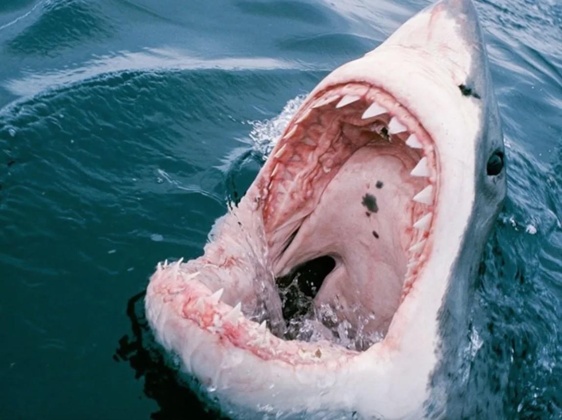 Durante el ataque, los tiburones dañaron gravemente los dos cascos hinchables de la embarcación, dejando al catamarán casi sumergido y con la sección delantera de uno de los cascos completamente destruida. Foto: Especial.