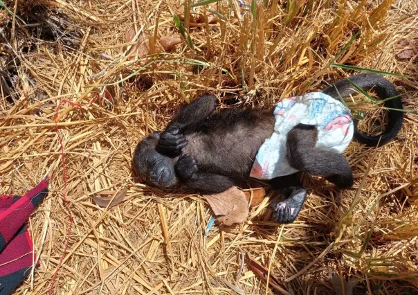 Abandonan pequeño mono en Valle Alto al sur de Monterrey