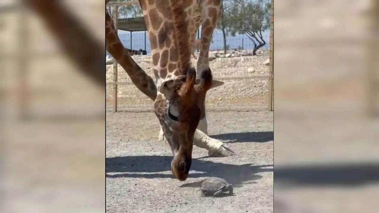 En las imágenes se observa a la tortuga caminando entre las jirafas, cuando una de ellas la ve y le ayuda a avanzar. Foto: Captura de pantalla