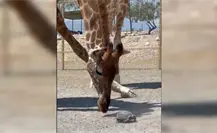 Juega jirafa con tortuga: le ayuda a avanzar en su camino por Xenpal en García Juega jirafa con tortuga: le ayuda a avanzar en su camino por Xenpal en García