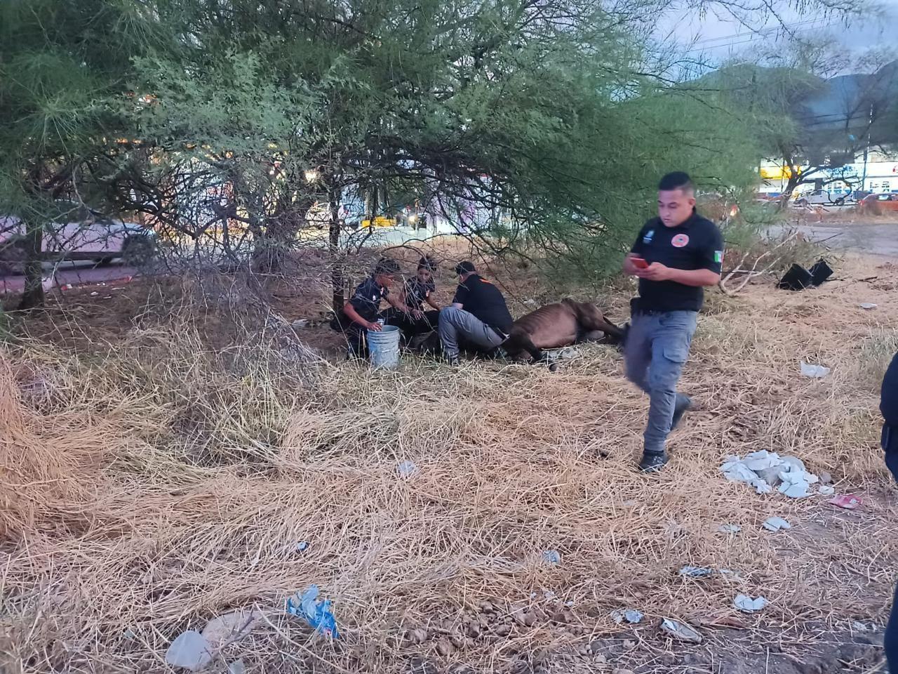 Aprehenden a hombre por maltratar a un caballo en Guadalupe. Foto: Raymundo Elizalde.