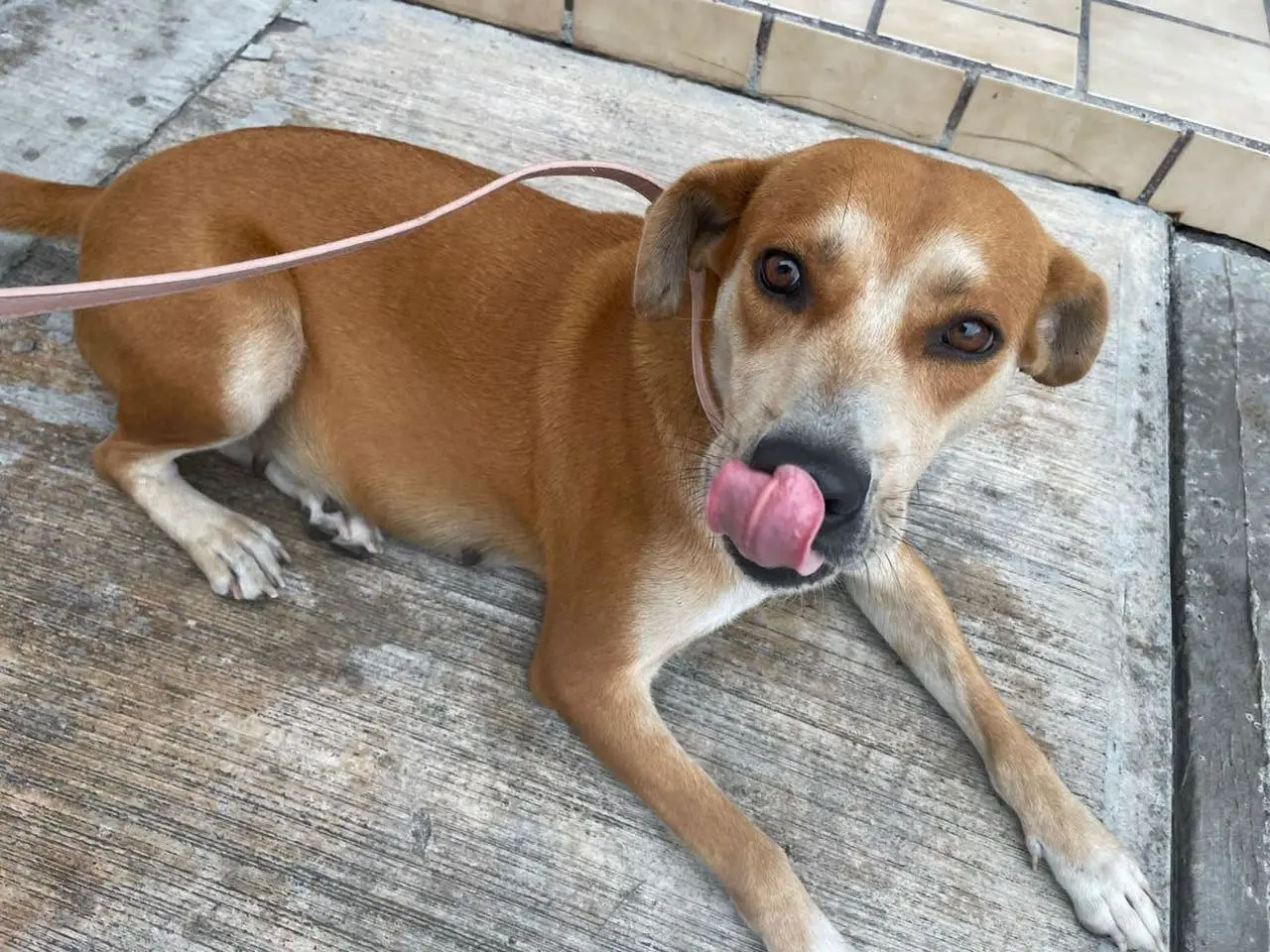 Piden justicia por Güera; perrita fue ahorcada por su dueño