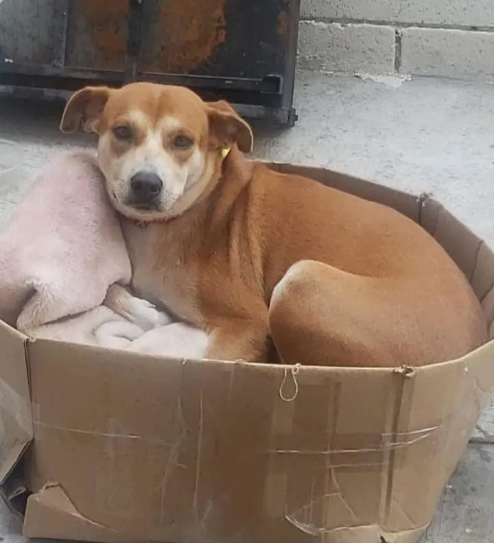 Piden justicia por Güera; perrita fue ahorcada por su dueño