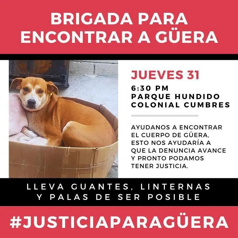 Piden justicia por Güera; perrita fue ahorcada por su dueño