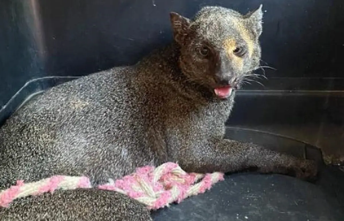 Capturan a jaguarundi tras atacar a una mujer en Mérida, Yucatán